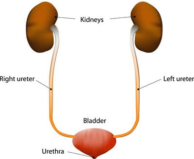 Urinary System Anatomy And Function